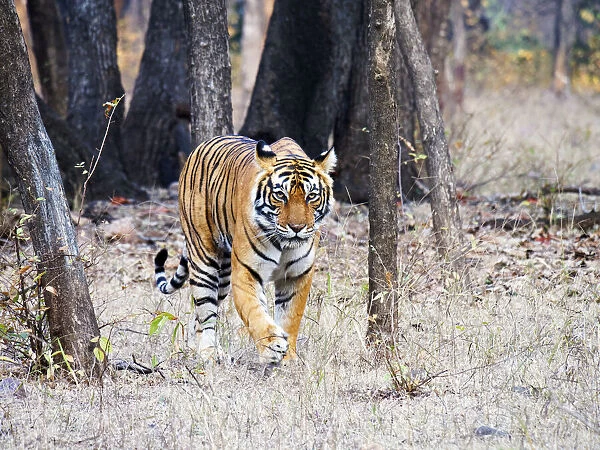 Bengal Tiger - female Noor walking through forest Panthera tigris tigris Ranthambore National Park Rajastan, India MA003532