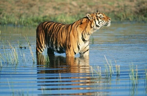 Bengal Tiger FG 11014 Sniffing Panthera tigris tigris © Francois Gohier  /  ARDEA LONDON