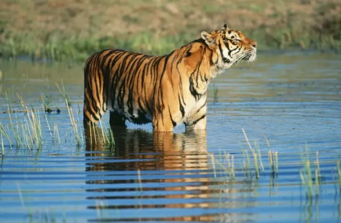 Framed Print : Bengal Tiger FG 11014 Sniffing Panthera tigris tigris © Francois Gohier / ARDEA LONDON Framed Print : Bengal Tiger FG 11014 Sniffing Panthera tigris tigris © Francois Gohier / ARDEA LONDON