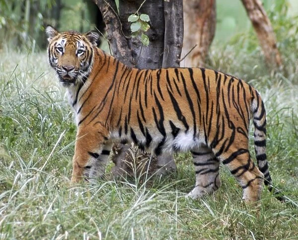 Bengal tiger. India