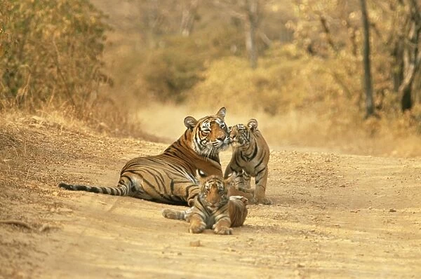 Bengal Tiger JR 221 Tigress with cubs on dirt road. Ranthambhor National Park, India. Panthera tigris © Jagdeep Rajput  /  ARDEA LONDON