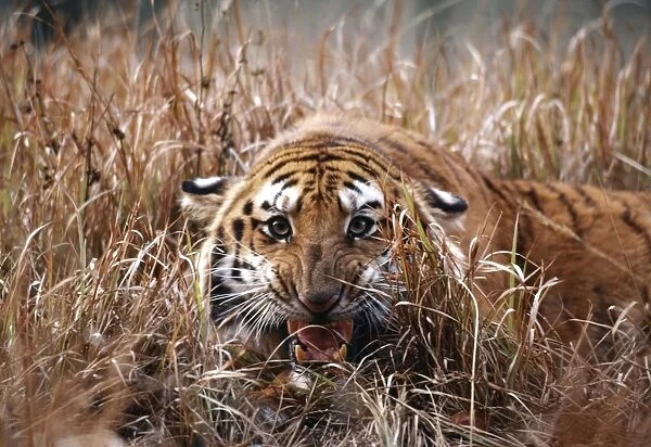 Bengal Tiger MI 776 Snarling, in reeds Panthera tigris © Masahiro Iijima  /  ARDEA LONDON