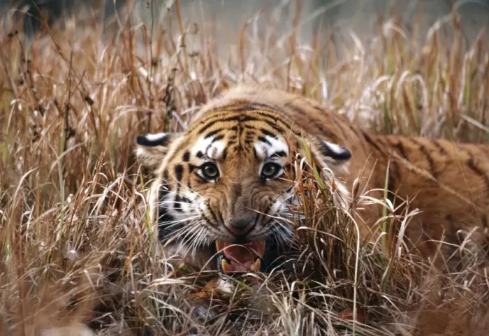 Framed Print : Bengal Tiger MI 776 Snarling, in reeds Panthera tigris © Masahiro Iijima / ARDEA LONDON Framed Print : Bengal Tiger MI 776 Snarling, in reeds Panthera tigris © Masahiro Iijima / ARDEA LONDON