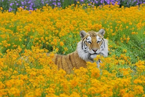 Bengal Tiger - in orange mustard flowers _C3B1579