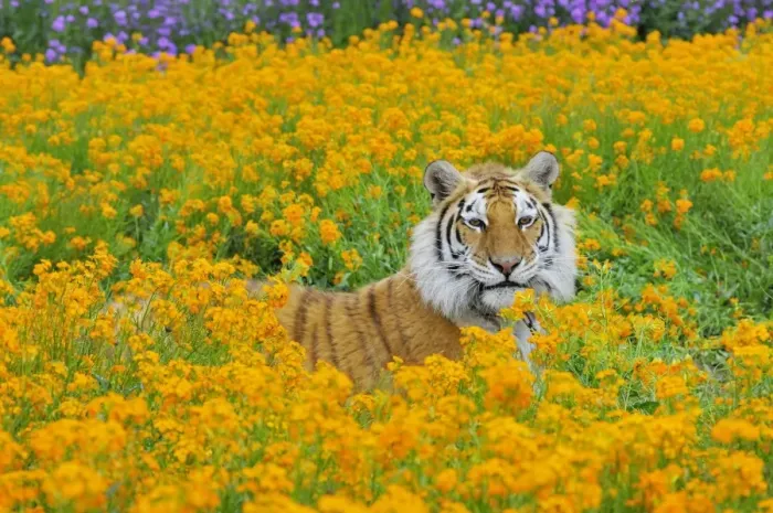 Framed Print : Bengal Tiger - in orange mustard flowers _C3B1579 Framed Print : Bengal Tiger - in orange mustard flowers _C3B1579