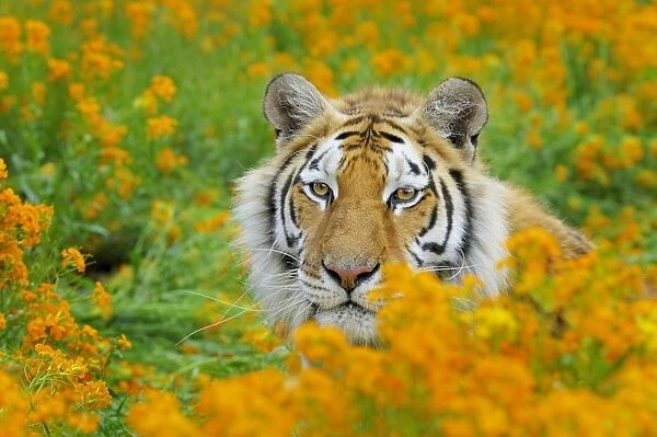 Bengal Tiger - in orange mustard flowers _C3B1618