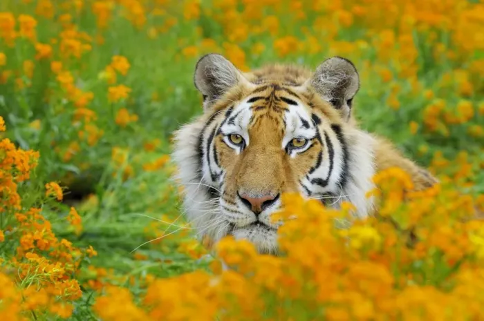 Framed Print : Bengal Tiger - in orange mustard flowers _C3B1618 Framed Print : Bengal Tiger - in orange mustard flowers _C3B1618