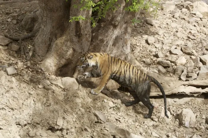 Framed Print : Bengal Tiger - Tigress dirty after lying in a pool Framed Print : Bengal Tiger - Tigress dirty after lying in a pool