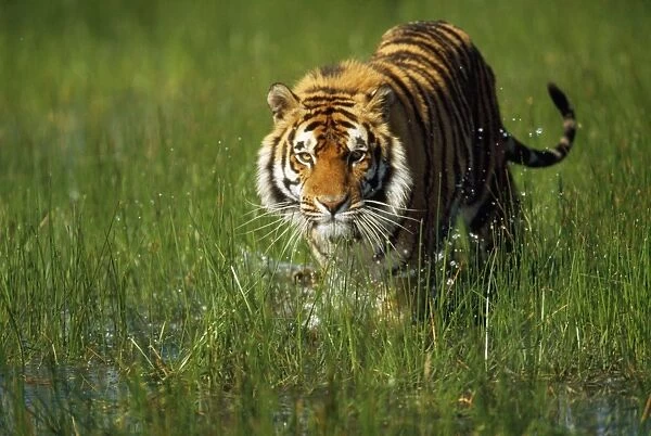 Bengal Tiger walks on grass and water. Available as Photo Prints, Wall Art  and other products #10494497