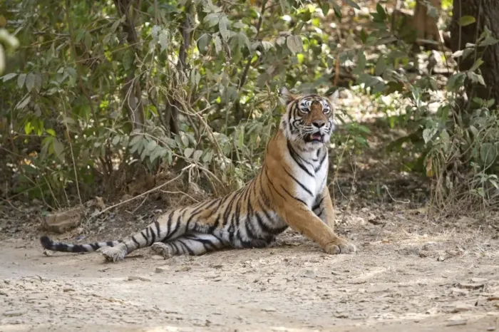 Framed Print : Bengal Tigress - Lying down - Ranthambhore Framed Print : Bengal Tigress - Lying down - Ranthambhore