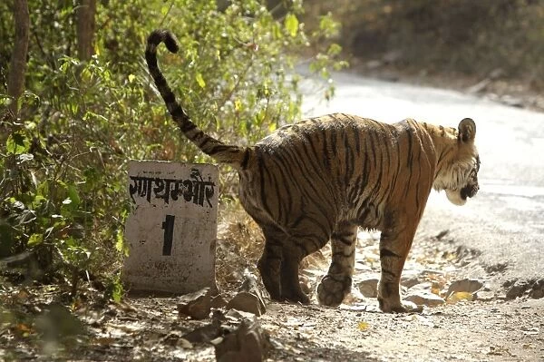 Bengal tigress marking the kilometre post - Hindi sign reads: Ranthambhore 1