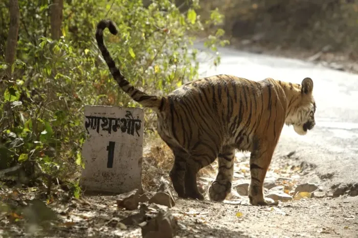 Framed Print : Bengal tigress marking the kilometre post - Hindi sign reads: Ranthambhore 1 Framed Print : Bengal tigress marking the kilometre post - Hindi sign reads: Ranthambhore 1