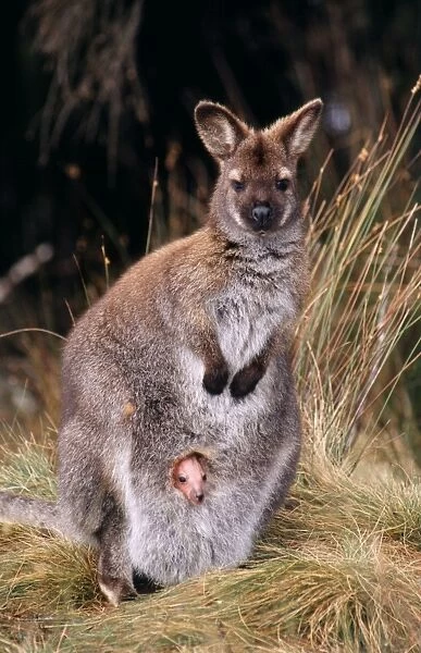 Bennet's  /  Red-necked Wallaby - Young baby in pouch. Tasmania, Australia