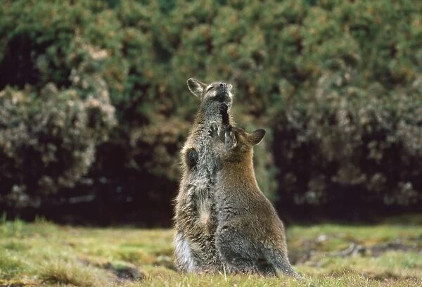 Bennett Wallaby - female & young playfighting South West Tasmania