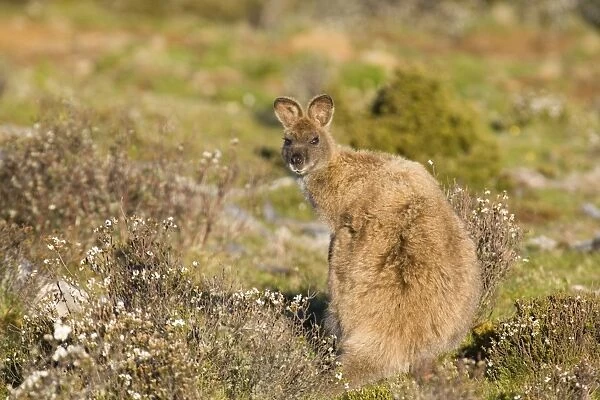 Bennett's Wallaby - adult standing on its hind legs in a heath-like habitat looking over its back into the camera - Cradle Mountain-Lake St. Clair National Park, Tasmania, Australia