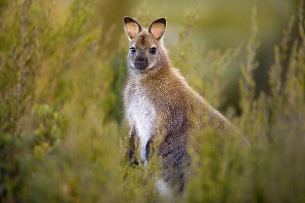 Bennett's Wallaby - adult standing on its hind legs amidst vegetation looking into the camera - Cradle Mountain-Lake St. Clair National Park, Tasmania, Australia