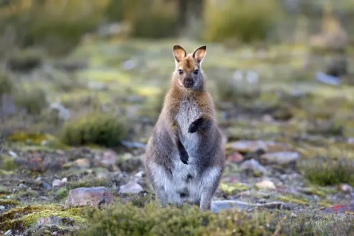 Framed Print : Bennett's Wallaby - adult standing on its hind legs in a heath-like habitat looking into the camera - Cradle Mountain-Lake St. Clair National Park, Tasmania, Australia Framed Print : Bennett's Wallaby - adult standing on its hind legs in a heath-like habitat looking into the camera - Cradle Mountain-Lake St. Clair National Park, Tasmania, Australia