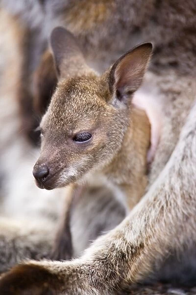 Bennett's Wallaby - portrait of a cute joey looking curiously out of mother's pouch - Freycinet National Park, Tasmania, Australia