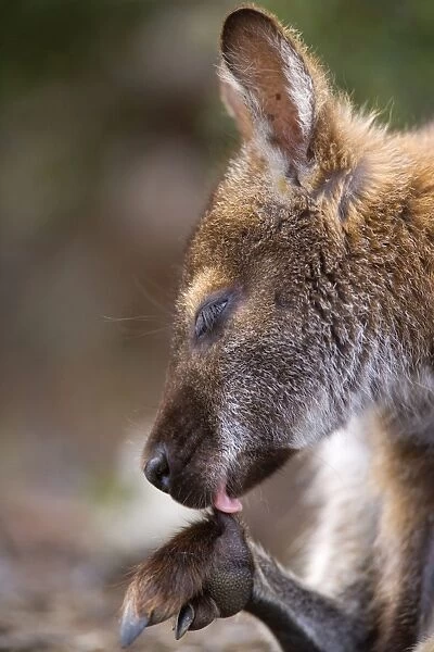Bennett's Wallaby - side portrait of a female adult cleaning one of its paws with its tongue - Freycinet National Park, Tasmania, Australia