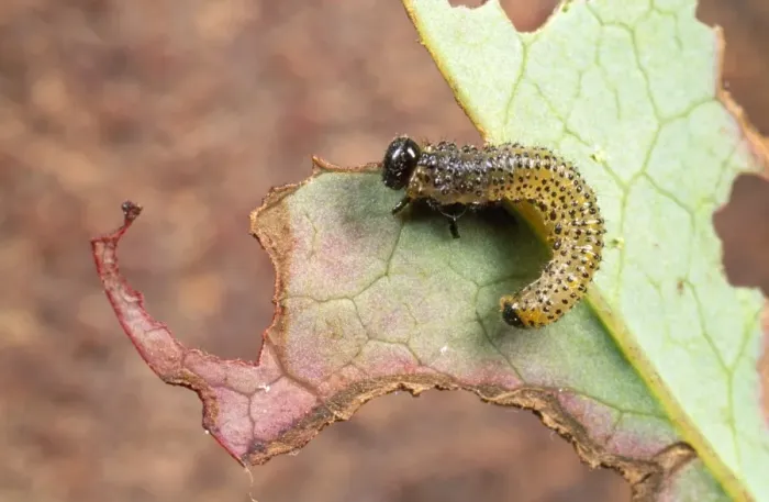 Framed Print : Berberis Sawfly Larvae - showing leaf damage. UK Framed Print : Berberis Sawfly Larvae - showing leaf damage. UK