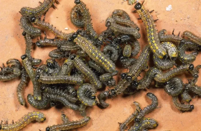 Framed Print : Berberis Sawfly Larvae - swarm UK Framed Print : Berberis Sawfly Larvae - swarm UK