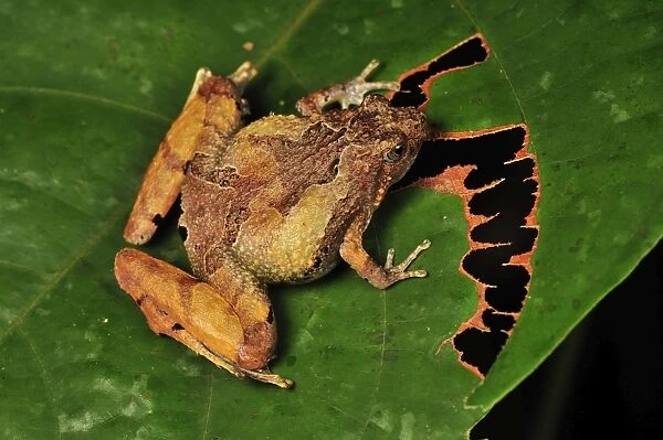 Berdmore's Narrow-mouthed Frog - Forest Research institute of Malaysia - West Malaysia