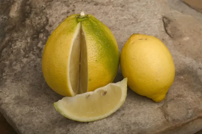 Framed Print : Bergamote - and lemon (smaller) Framed Print : Bergamote - and lemon (smaller)