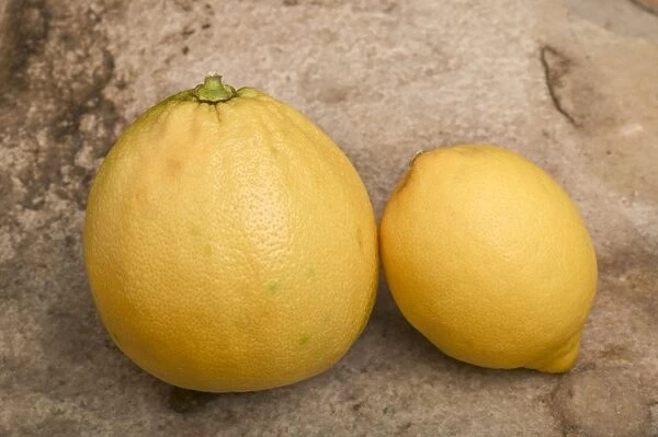 Bergamote and lemon (smaller)