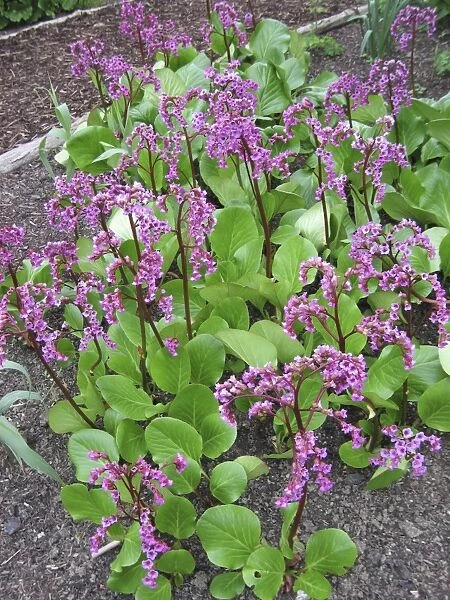 Bergenia Flowers