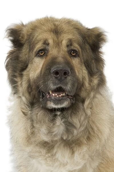 Berger du Caucase. Also know as Caucasian Shepherd Dog  /  Mountain Dog
