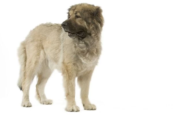 Berger du Caucase. Also know as Caucasian Shepherd Dog  /  Mountain Dog
