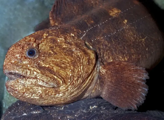 Framed Print : Bering Wolffish, cold waters in north Pacific down to 100m Framed Print : Bering Wolffish, cold waters in north Pacific down to 100m