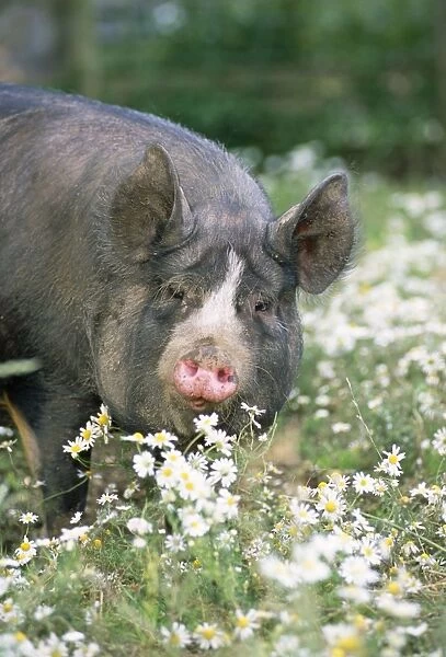 Berkshire Pig - in daisies