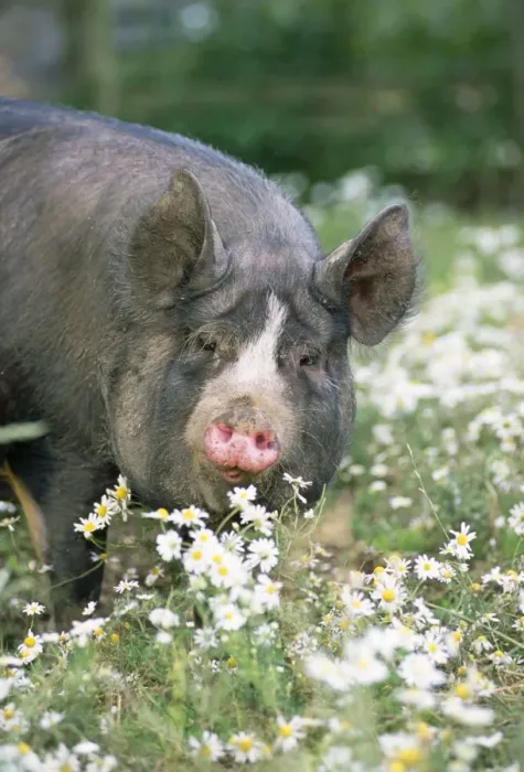 Framed Print : Berkshire Pig - in daisies Framed Print : Berkshire Pig - in daisies