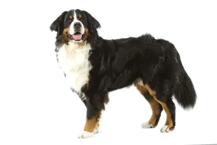Framed Print : Bermese Mountain Dog. Also know as Berner Sennenhund or Bouvier Bernois (French) Framed Print : Bermese Mountain Dog. Also know as Berner Sennenhund or Bouvier Bernois (French)