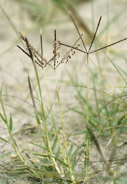 Bermuda Grass - national rarity UK