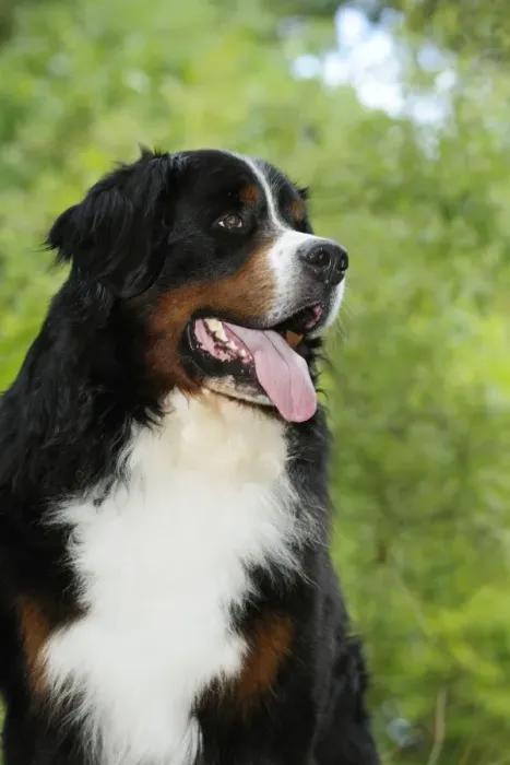 Framed Print : Bernese Mountain Dog Framed Print : Bernese Mountain Dog