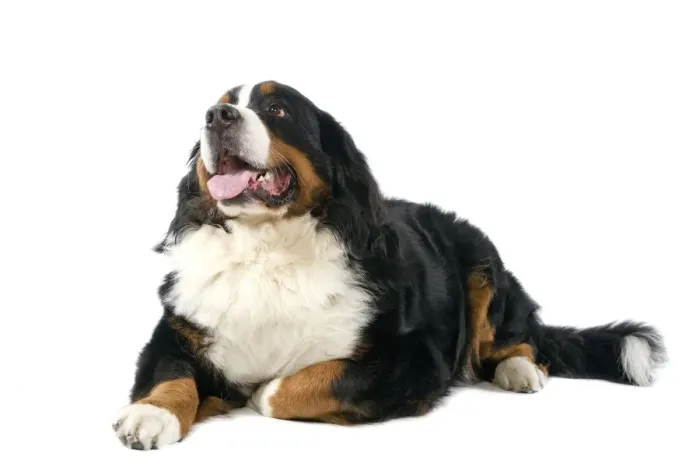 Framed Print : Bernese Mountain Dog