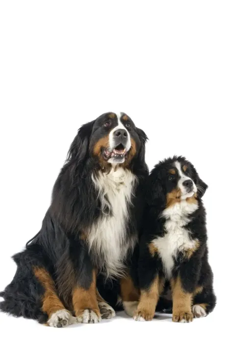 Framed Print : Bernese Mountain Dog