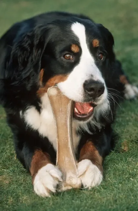 Framed Print : Bernese Mountain Dog chewing on big bone Framed Print : Bernese Mountain Dog chewing on big bone