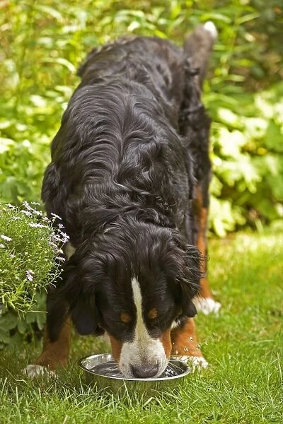 Bernese Mountain Dog - feeding from bowl in garden. Also known as Berner Sennenhund