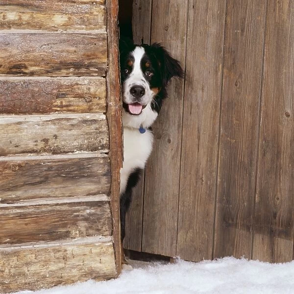 Bernese Mountain Dog JD 13310 At log cabin door © John Daniels  /  ARDEA LONDON