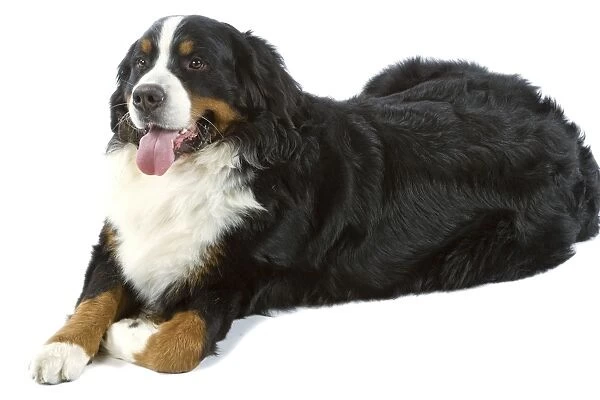 Bernese Mountain Dog. Also known as Berner Seenehund or Bouvier Bernois (French)