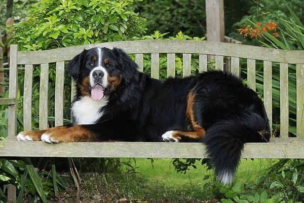 Bernese Mountain Dog - laying on bench