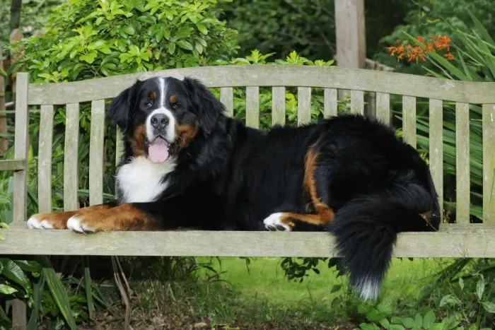 Framed Print : Bernese Mountain Dog - laying on bench Framed Print : Bernese Mountain Dog - laying on bench