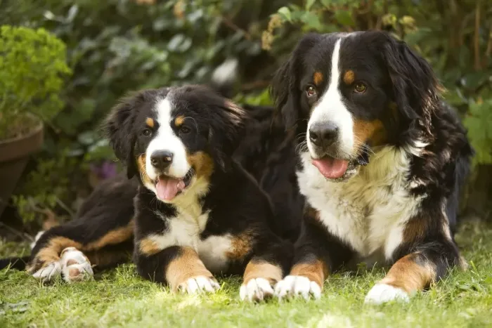 Framed Print : Bernese Mountain Dog - lying in garden with puppy. Also known as Berner Sennenhund Framed Print : Bernese Mountain Dog - lying in garden with puppy. Also known as Berner Sennenhund