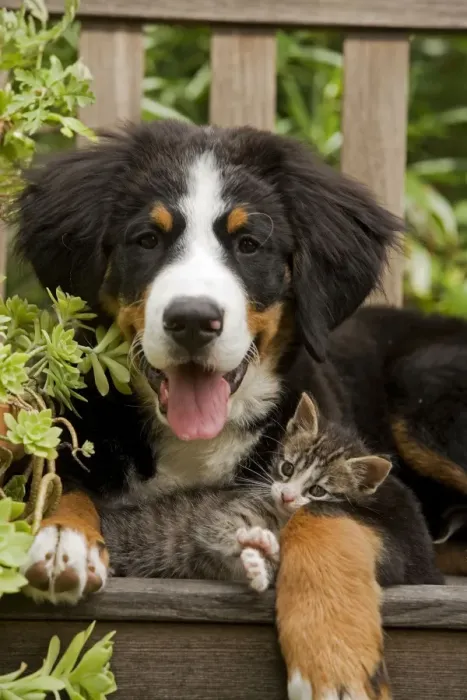Framed Print : Bernese Mountain Dog - three month of puppy with two month old tabby kitten Framed Print : Bernese Mountain Dog - three month of puppy with two month old tabby kitten