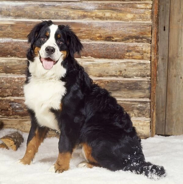Bernese Mountain Dog - outside log cabin