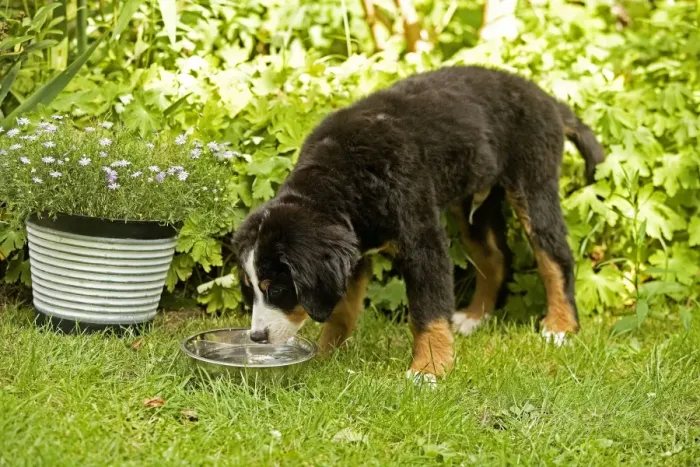 Framed Print : Bernese Mountain Dog - puppy drinking from bowl in garden. Also known as Berner Sennenhund Framed Print : Bernese Mountain Dog - puppy drinking from bowl in garden. Also known as Berner Sennenhund
