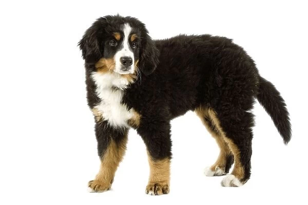 Bernese Mountain Dog - puppy. Also known as Berner Sennenhund or Bouvier Bernois (French)